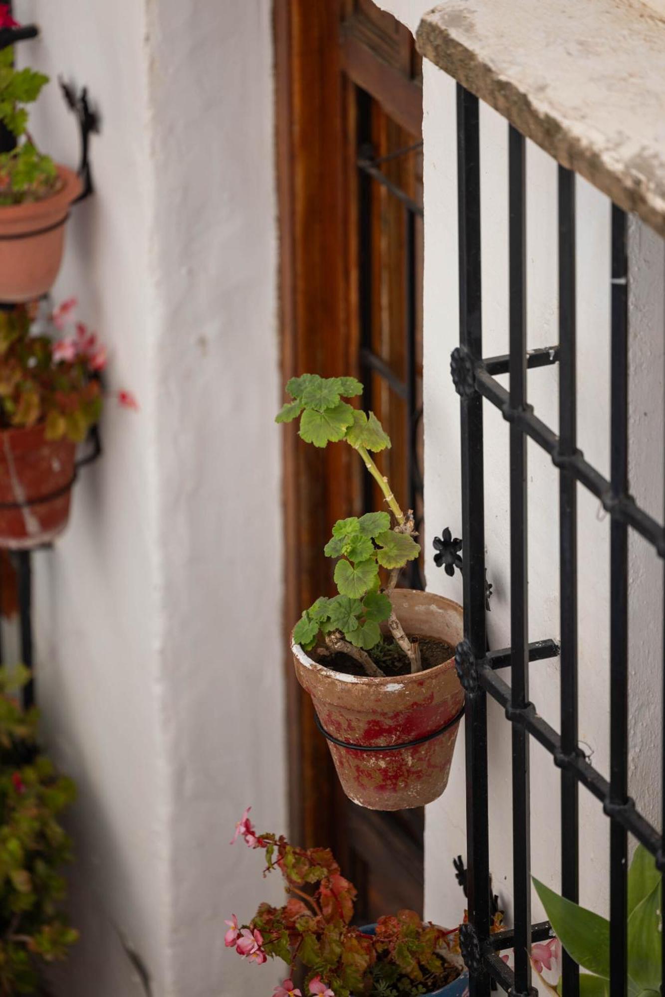 Olive & Ivy Guesthouse Canillas de Aceituno Ngoại thất bức ảnh
